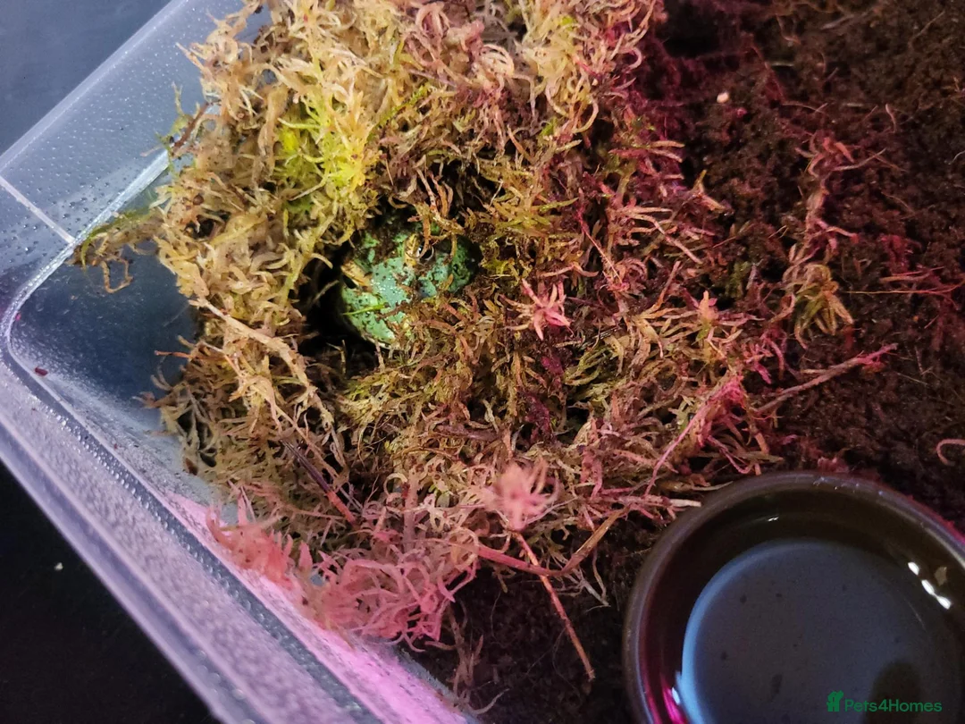 Frog reptiles for sale: Peppermint pacman frog in Coalville - Advert 2