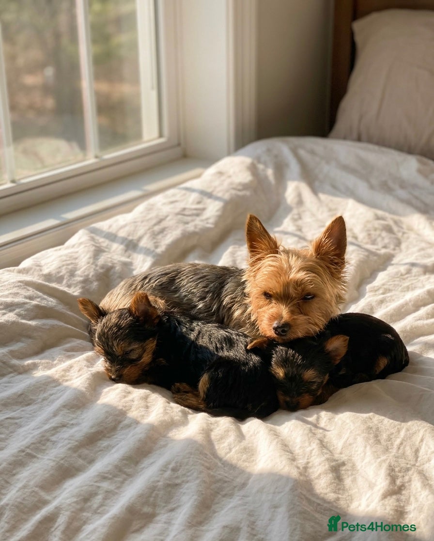 Yorkshire Terrier dogs Tiny and Adorable Yorkie Puppies (Boy and Girl) - Advert 9