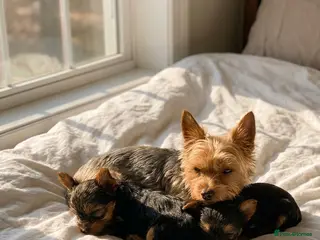 Yorkshire Terrier dogs Tiny and Adorable Yorkie Puppies (Boy and Girl) - Advert 4