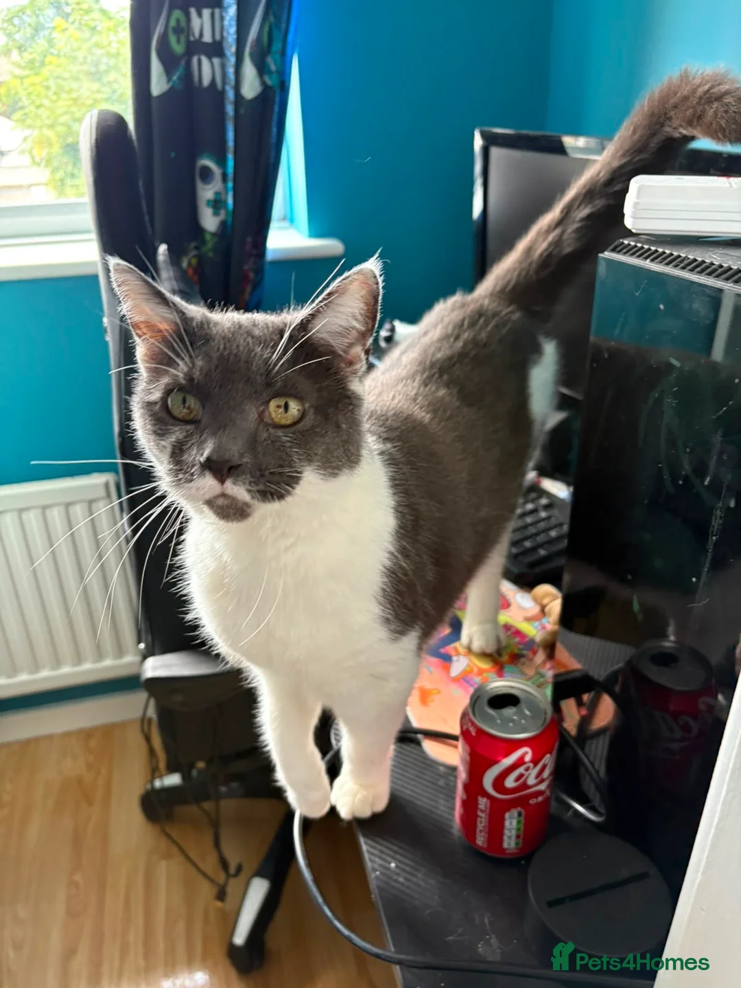 Mixed Breed cats for sale: 2 beautiful boys needing loving homes  - Advert 8
