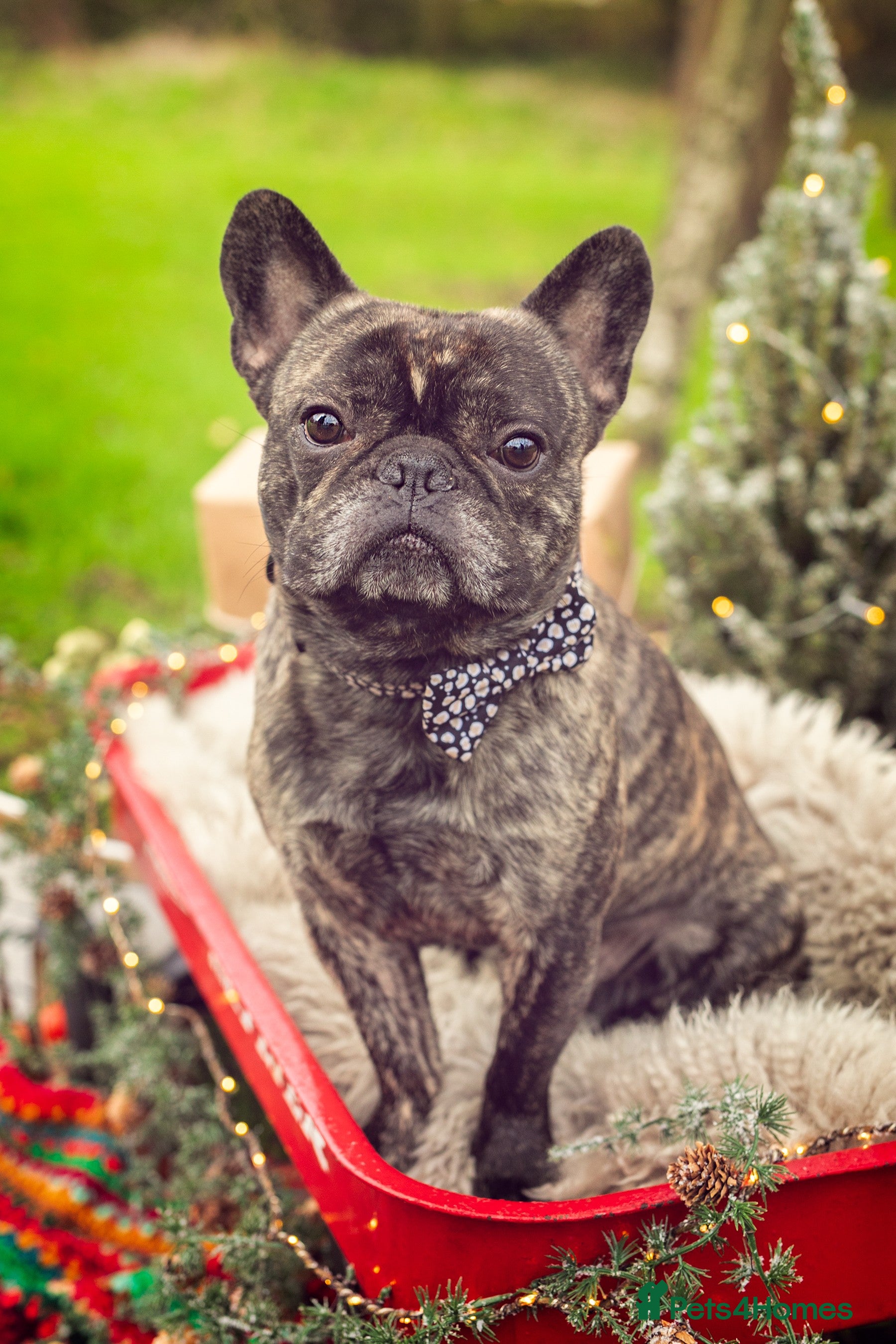 French Bulldog dogs STUD - Sebastian beautiful boy available for STUD - Advert 1