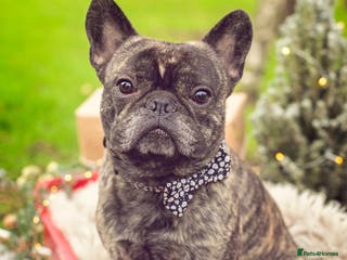 French Bulldog dogs STUD - Sebastian beautiful boy available for STUD - Advert 1