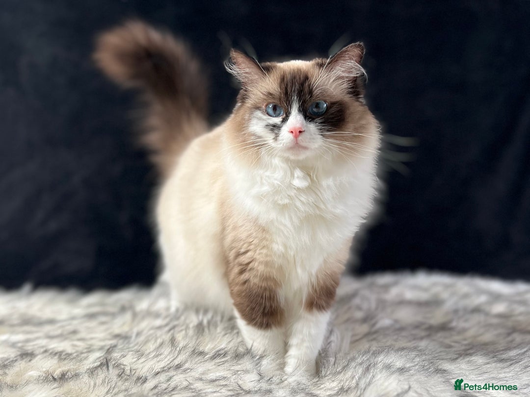 Ragdoll cats for sale: Ragdoll female ACTIVE GCCF registered  - Advert 15