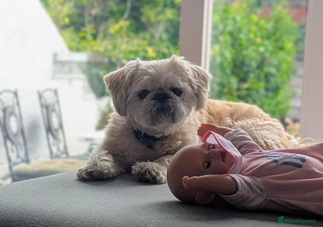 Shih Tzu dogs for sale: 3-year old Shih Tzu Louie - Advert 1