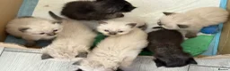 Mixed Breed cats for sale: Ragdoll & British Longhair Mix Kittens - Advert 5