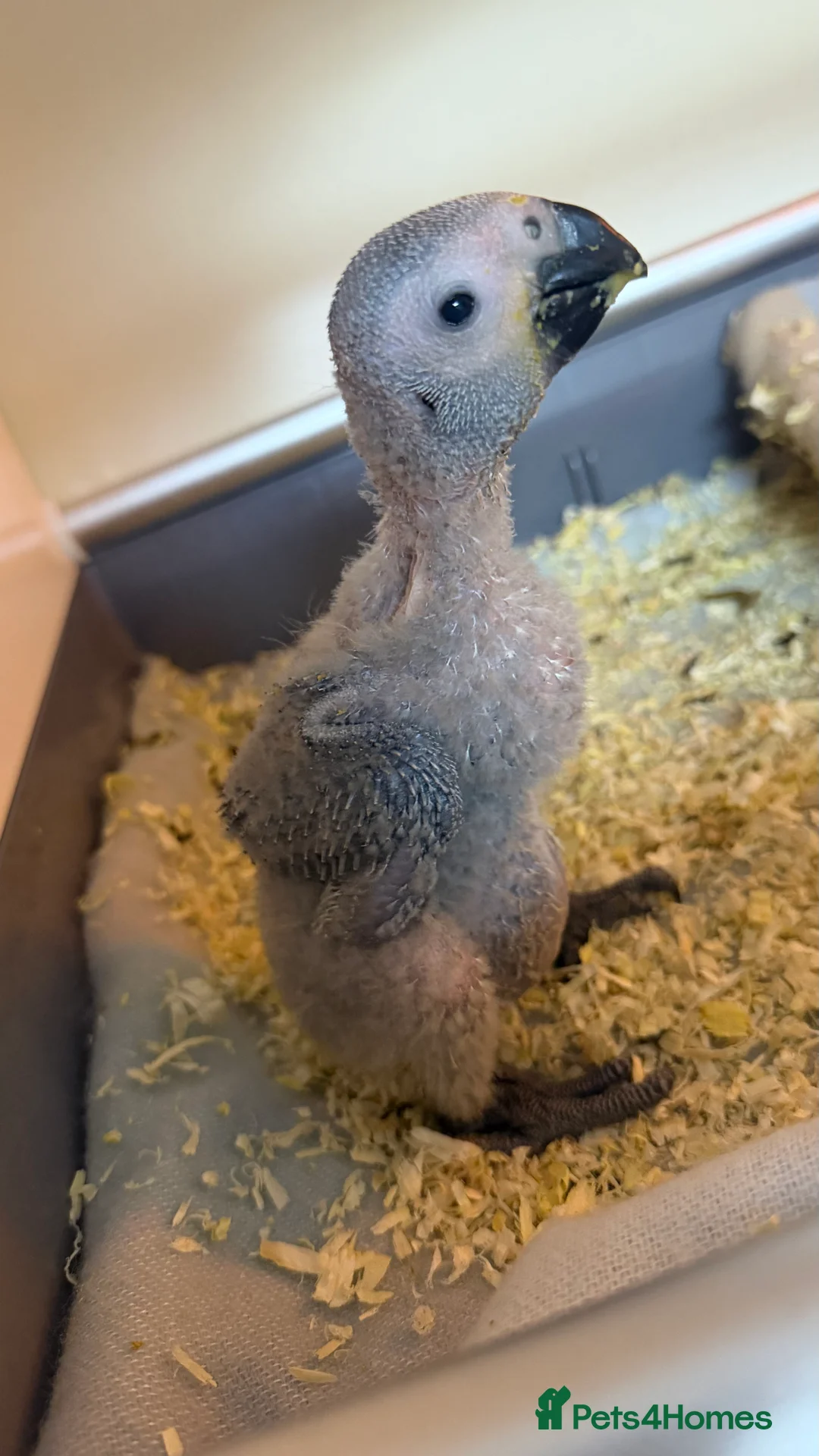 Parrots birds for sale: Baby African Grey Chick Ready to Reserve in Woking - Advert 2