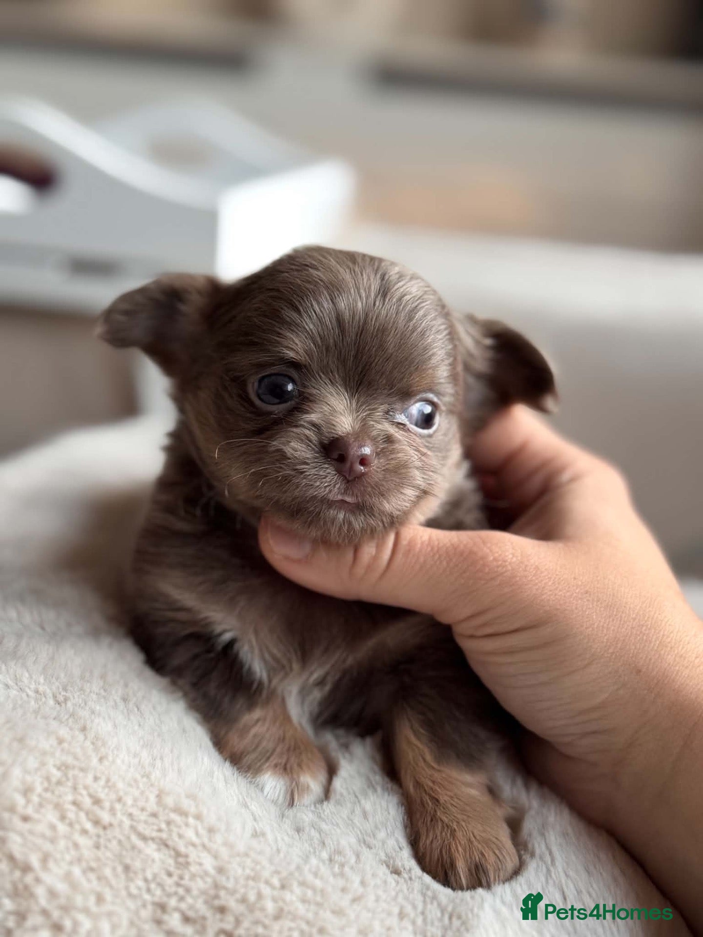 Chihuahua dogs for sale: Beautiful Longhair Chihuahuas  - Advert 3