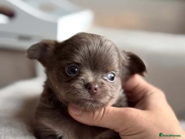 Chihuahua dogs for sale: Beautiful Longhair Chihuahuas - Advert 3