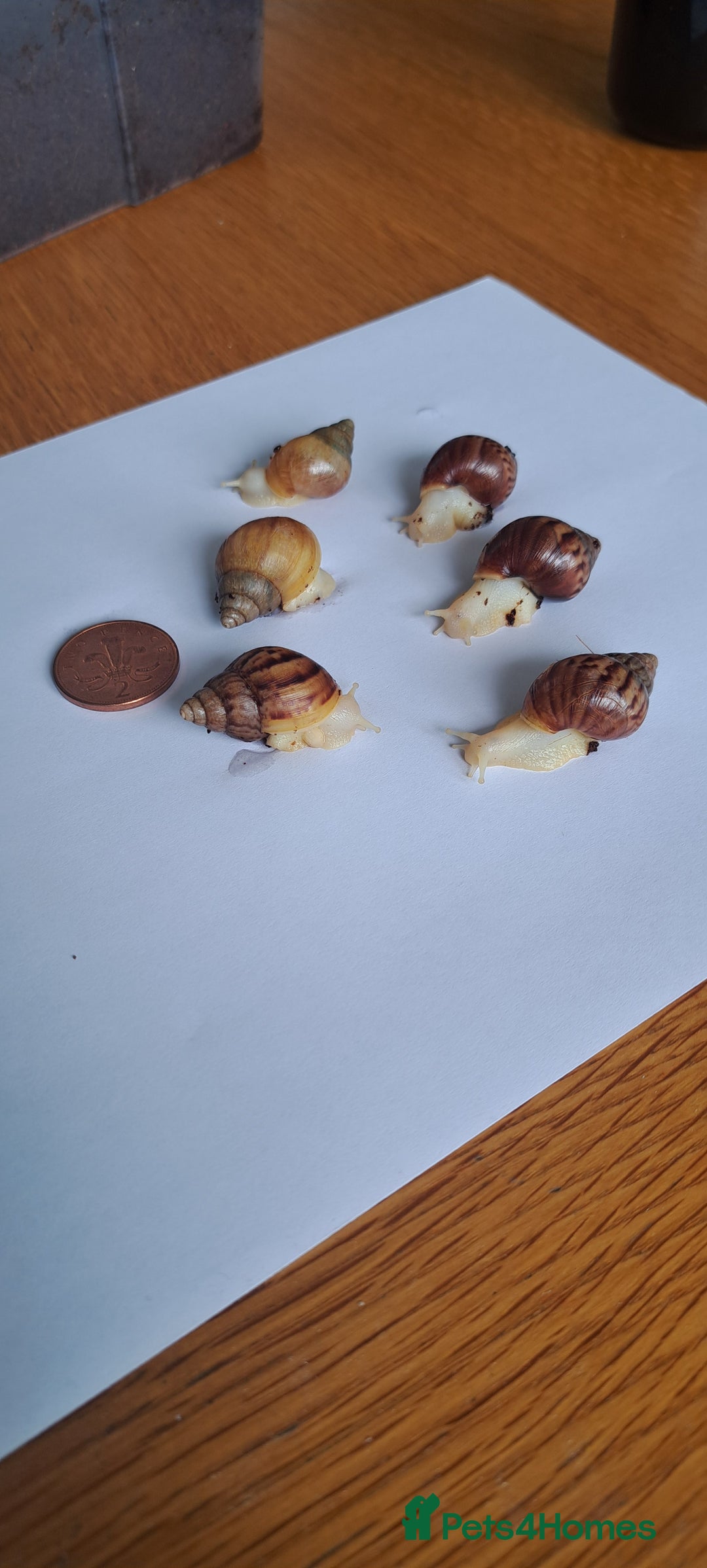 Snails invertebrates for sale: African Land Snails Hatched 21/4/25 - Image 3