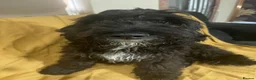 Sproodle dogs for sale: Sproodle pup's springer spaniel x poodle hypo coat - Advert 18