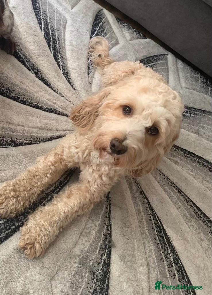 Cockapoo dogs Proven Health-Tested Cockapoo Stud – Dougie - Advert 2
