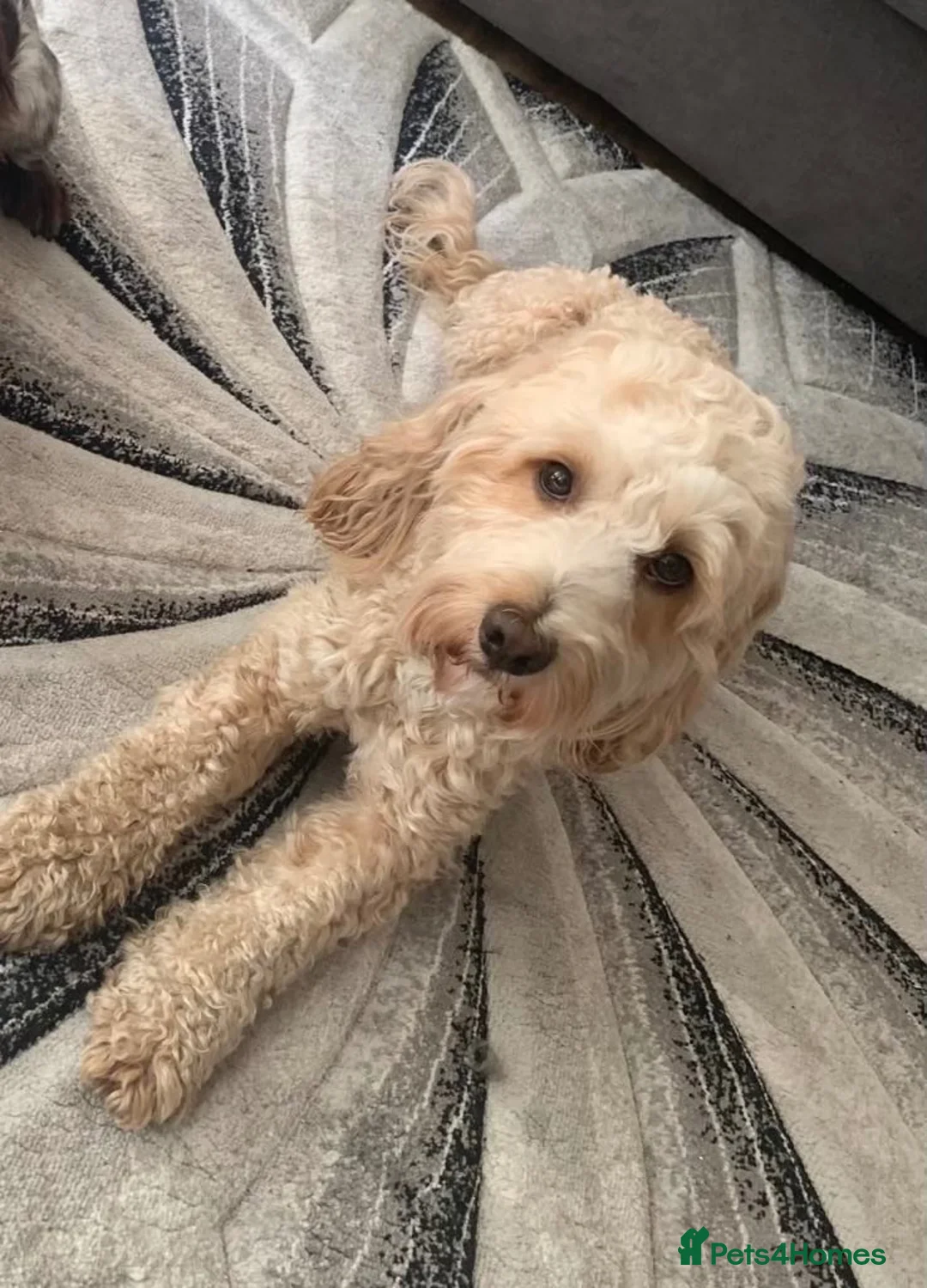 Cockapoo dogs for stud: Proven Health-Tested Cockapoo Stud – Dougie in Southampton - Advert 1