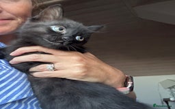 Ragdoll cats for sale: Beautiful Ragdoll X Kittens  - Image 13