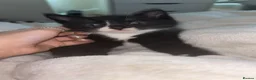 Domestic Shorthair cats for sale: four male kittens  in Birmingham - Advert 8