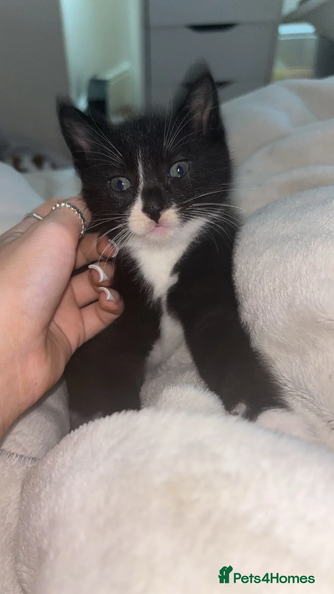 Domestic Shorthair cats for sale: four male kittens  in Birmingham - Advert 8