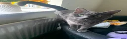 Ragdoll cats for sale: Ragdoll mix  - Advert 2