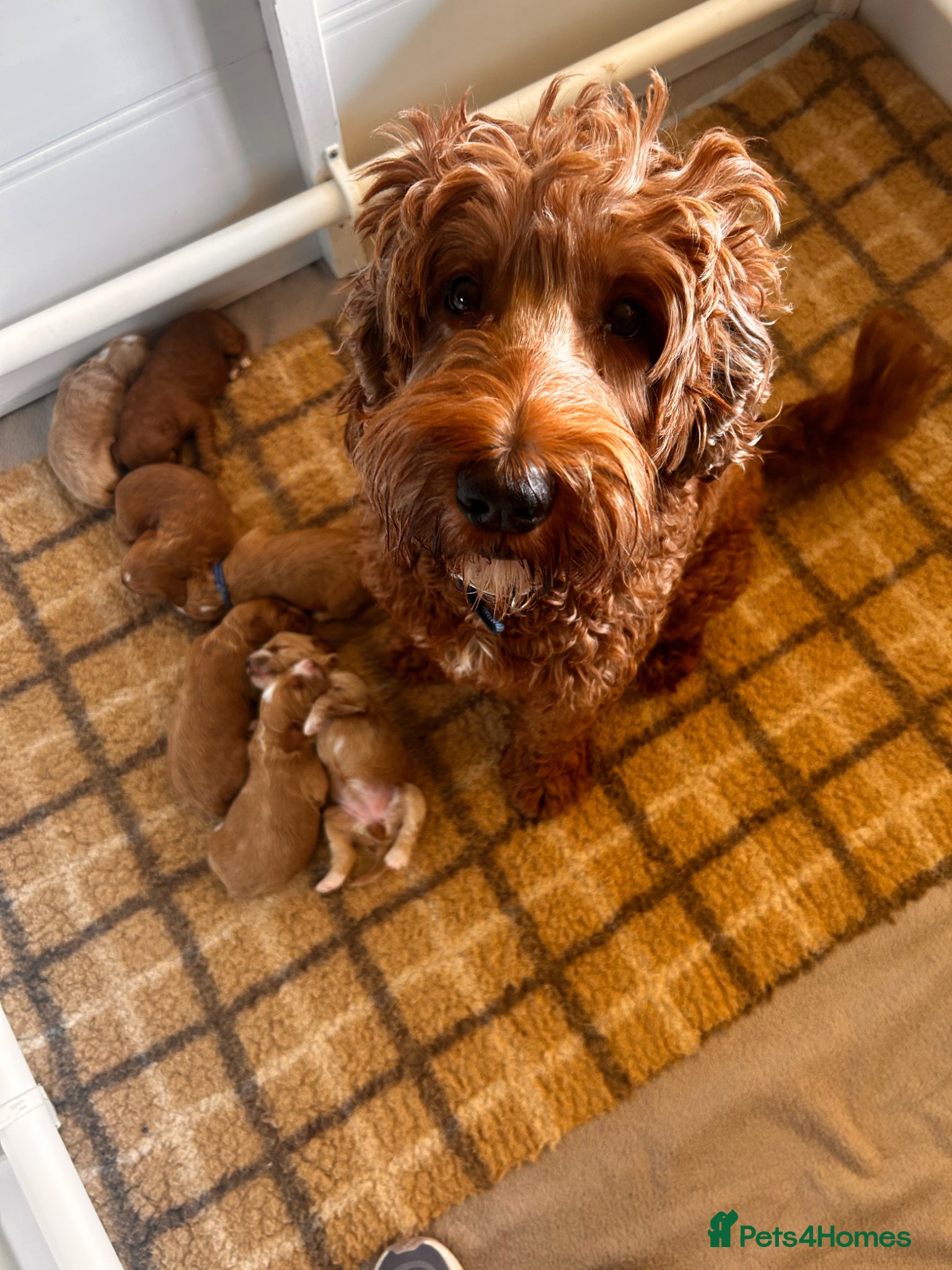 Australian Labradoodle dogs for sale: Australian labradoodle puppies  - Advert 17