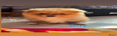 Pomeranian 2