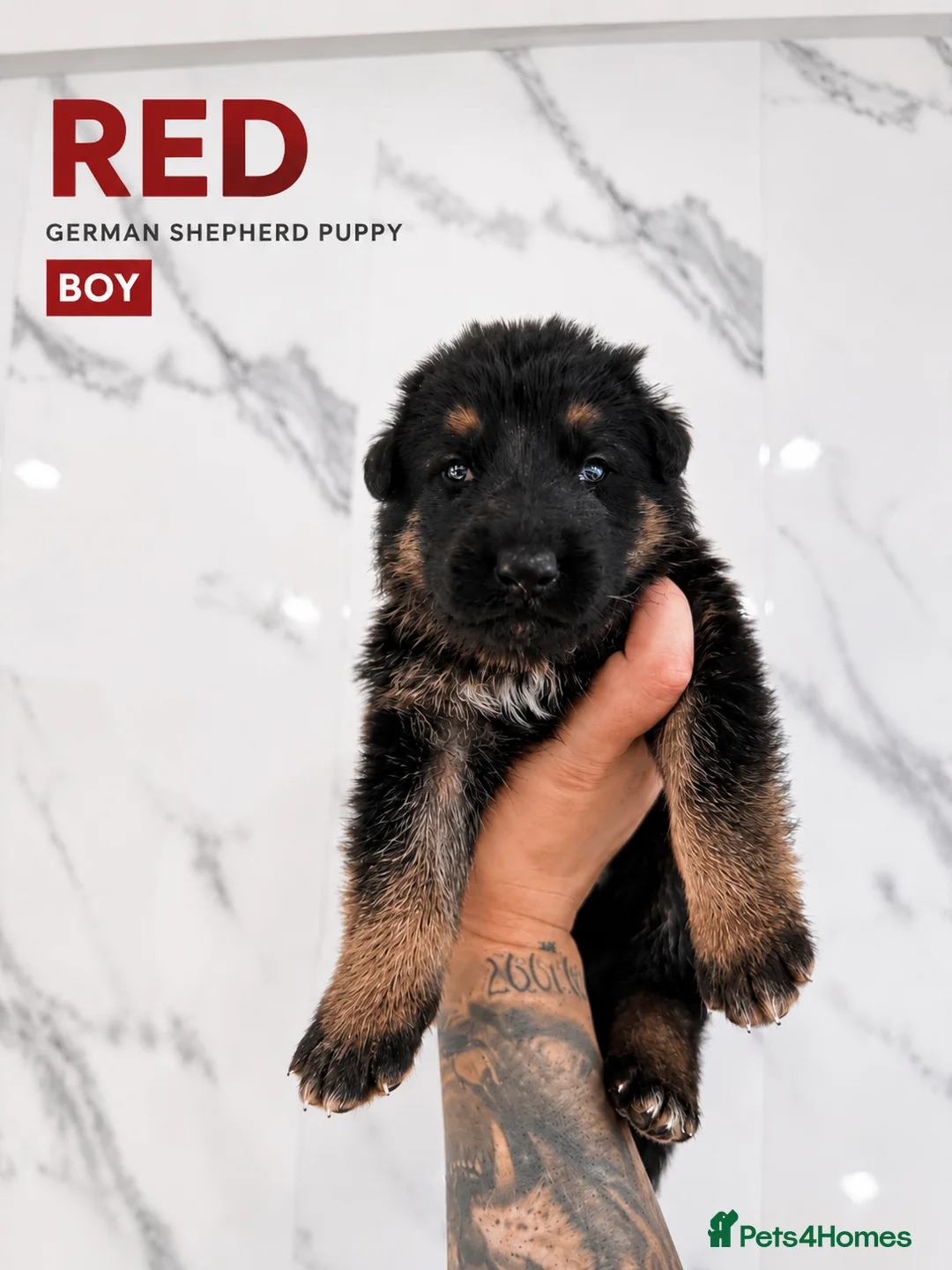 German Shepherd dogs for sale: ⭐️7 Beautiful German Shepherd Puppies⭐️ in Rugby - Advert 2