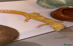 Leopard Gecko reptiles for sale: TANGERINE RAINWATER LEOPARD GECKO  - Image 3
