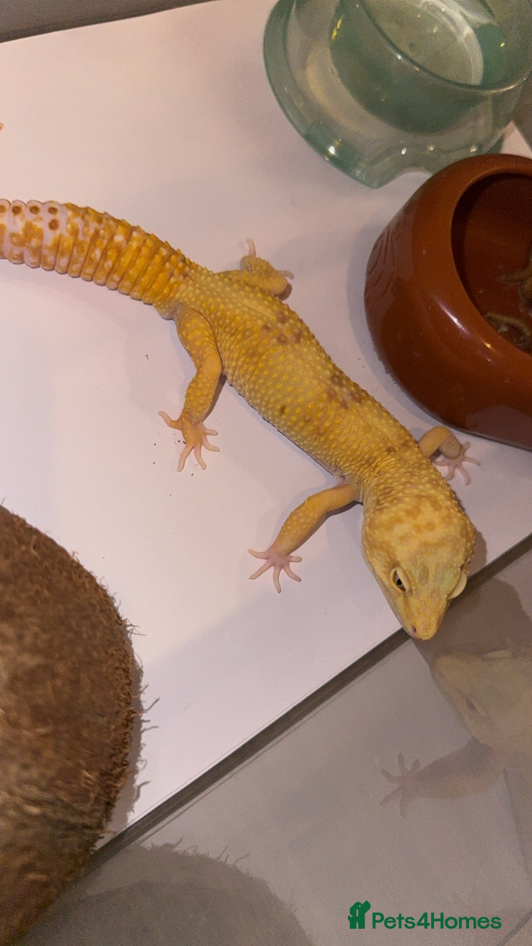 Leopard Gecko reptiles for sale: TANGERINE RAINWATER LEOPARD GECKO  - Image 3