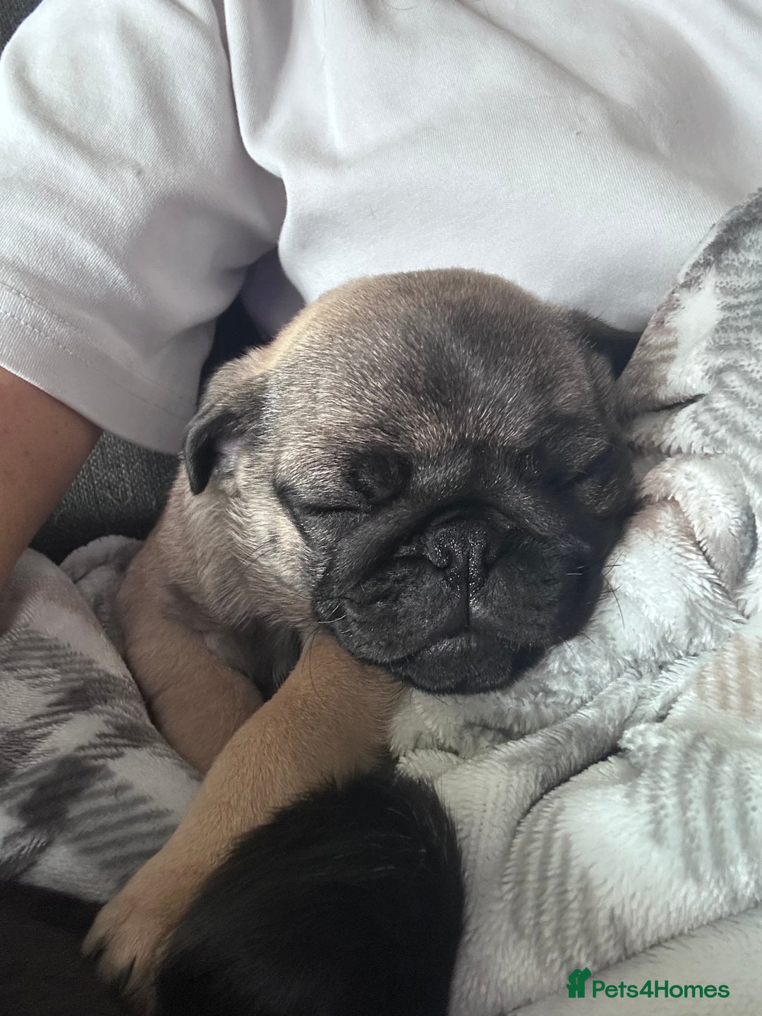 Pug dogs for sale: 8month old male fawn pug - Advert 4