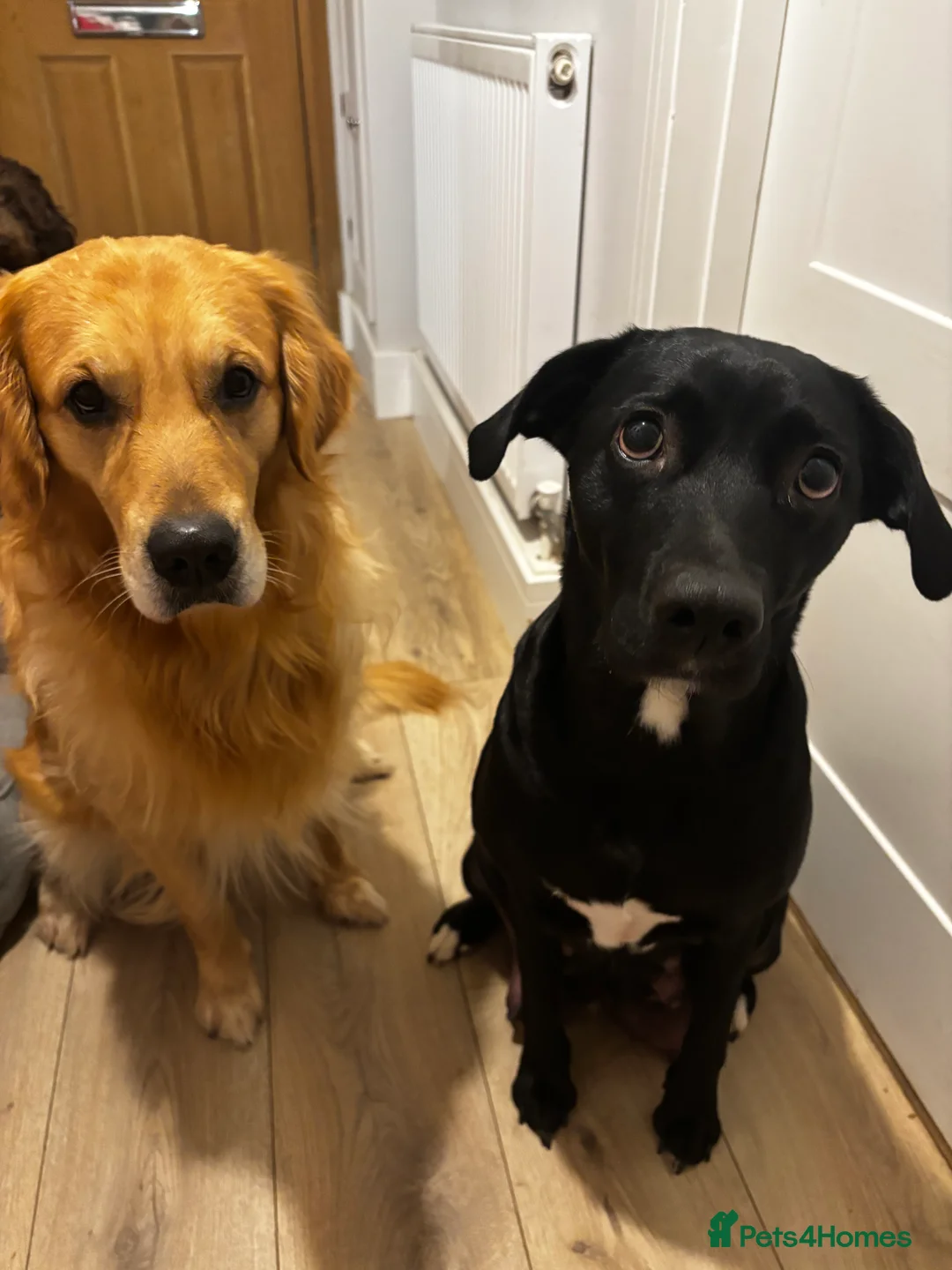 Goldador dogs for sale: Goldador puppies with a dash of dalmation  - Advert 19