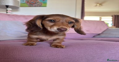 Dachshund dogs - Advert 12
