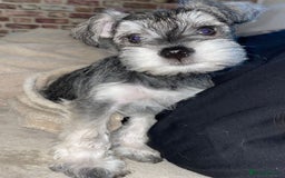 Miniature Schnauzer dogs for sale: KC Beautiful miniature Schnauzers  - Image 12