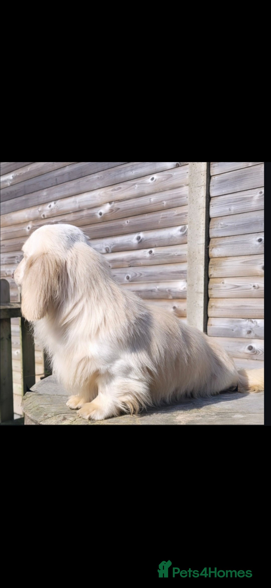Miniature Dachshund dogs for sale: Stunning Cream Miniture Dachshund puppy 5  - Image 5