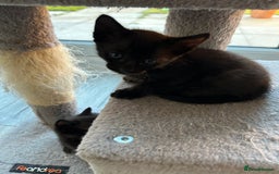 Siamese cats for sale: Siamese Cross Kittens - Image 7