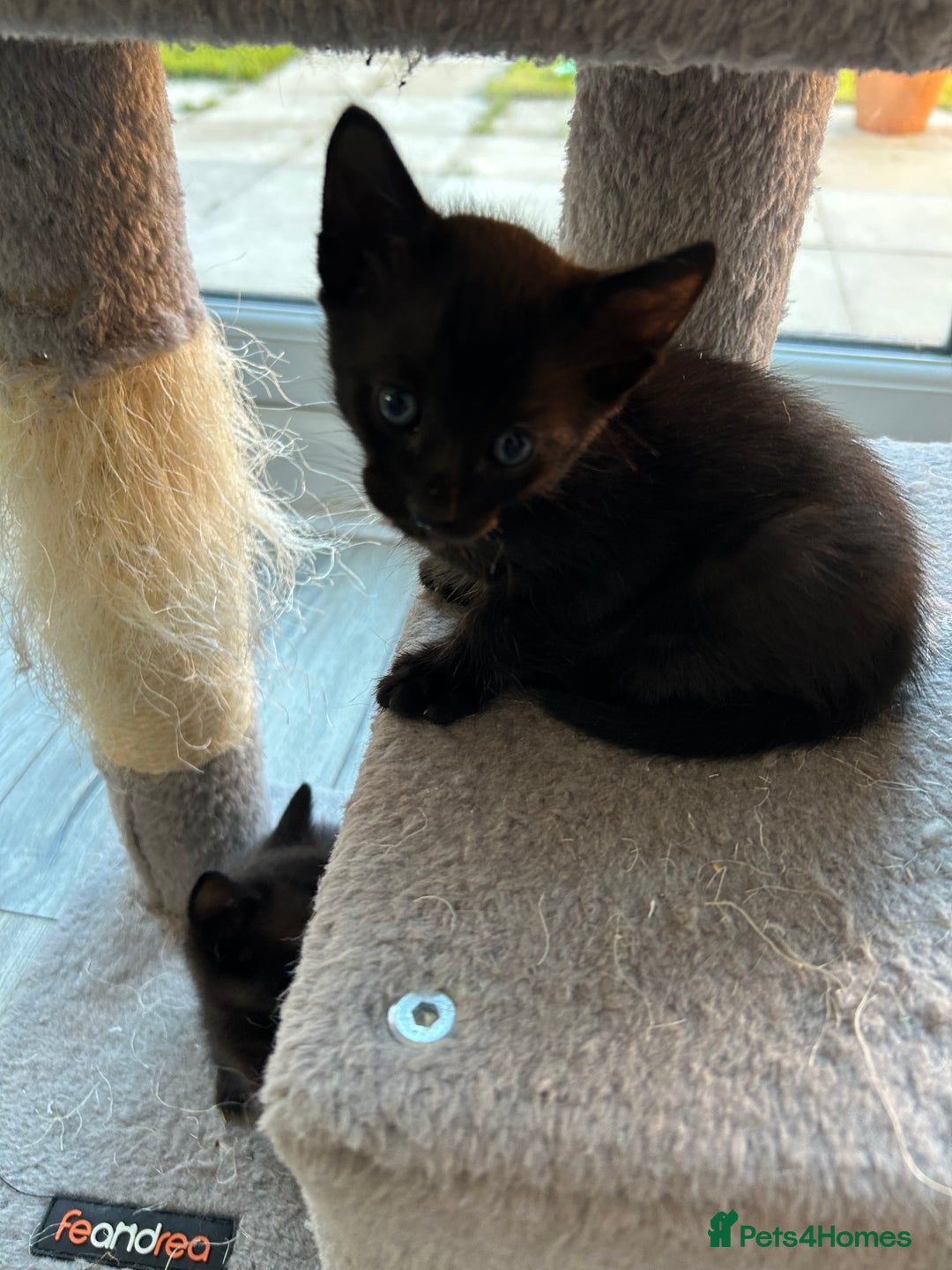 Siamese cats for sale: Siamese Cross Kittens - Image 7