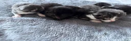 Mixed Breed cats for sale: 5 beautiful kittens  - Advert 7