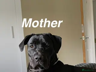 Cane Corso dogs Cane corso puppy - Advert 10