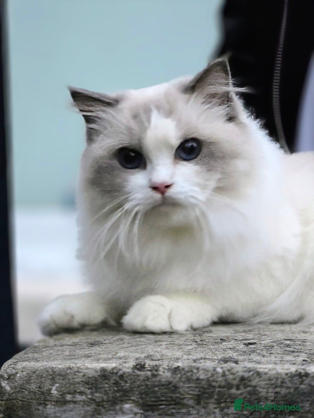 Ragdoll cats for sale: Stunning Blue Bicolour Pedigree Ragdoll Kittens  - Advert 3