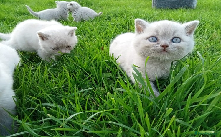 British Shorthair cats - Advert 3