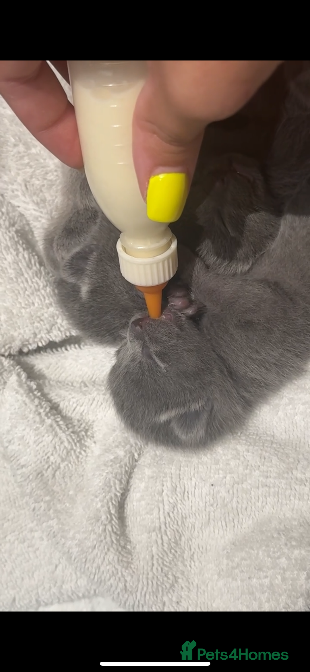 Russian Blue cats for sale: Kittens looking for a forever home  - Image 5