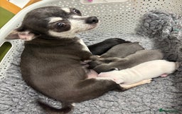 Chihuahua dogs for sale: Tiny cute chihuahua puppies  - Image 12