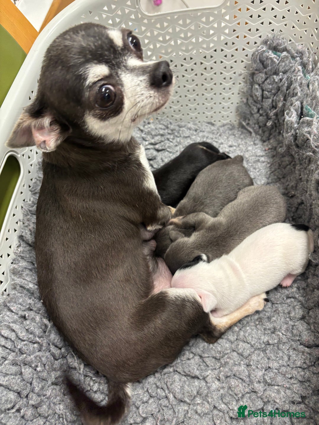Chihuahua dogs for sale: Tiny cute chihuahua puppies  - Image 12