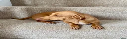 Dachshund dogs for sale: ‼️‼️Ready to leave miniature dashounds‼️‼️ - Advert 8