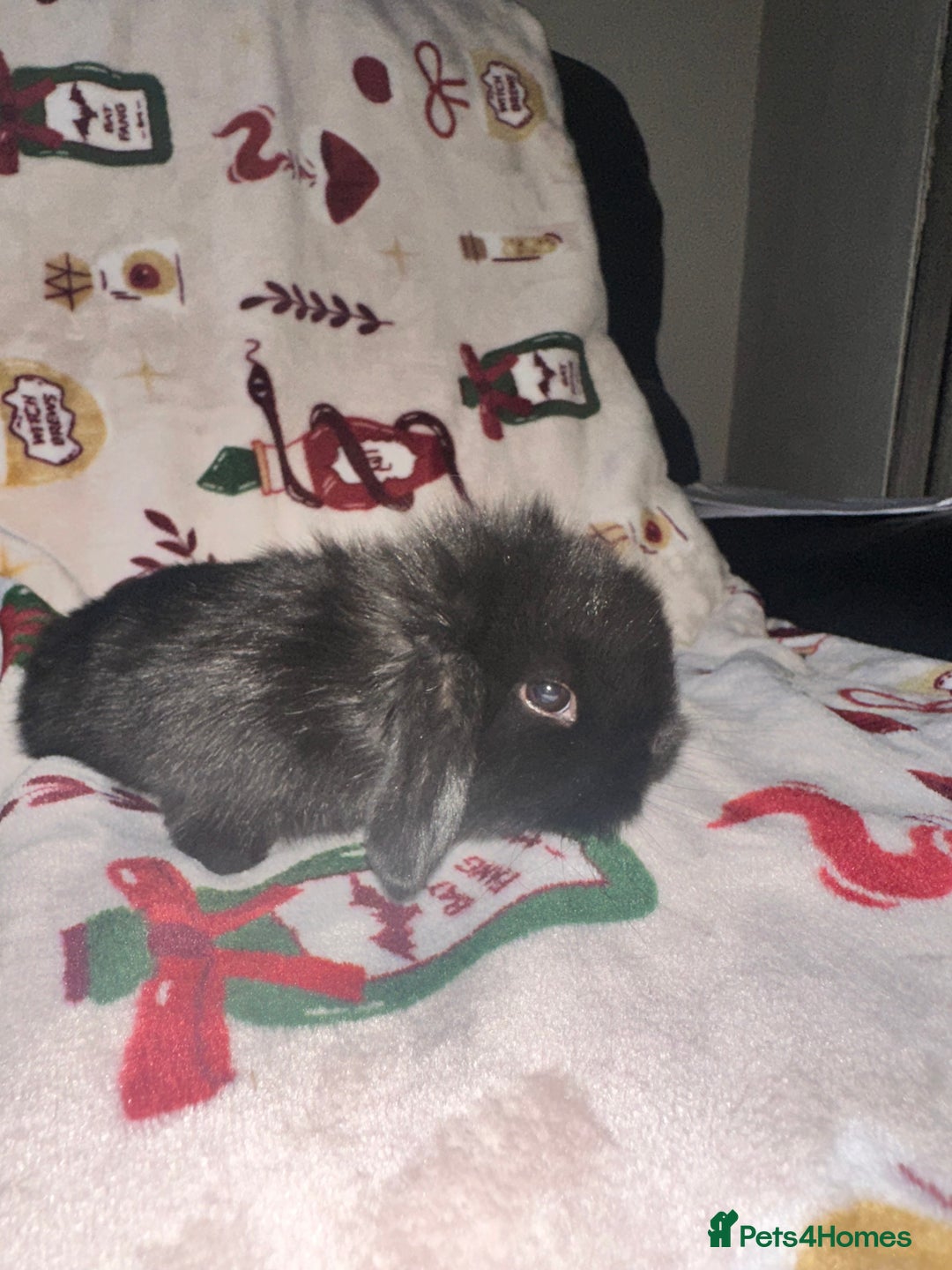 Mini Lop rabbits for sale: Adorable Baby Mini Lops Looking for Loving Homes - Advert 9