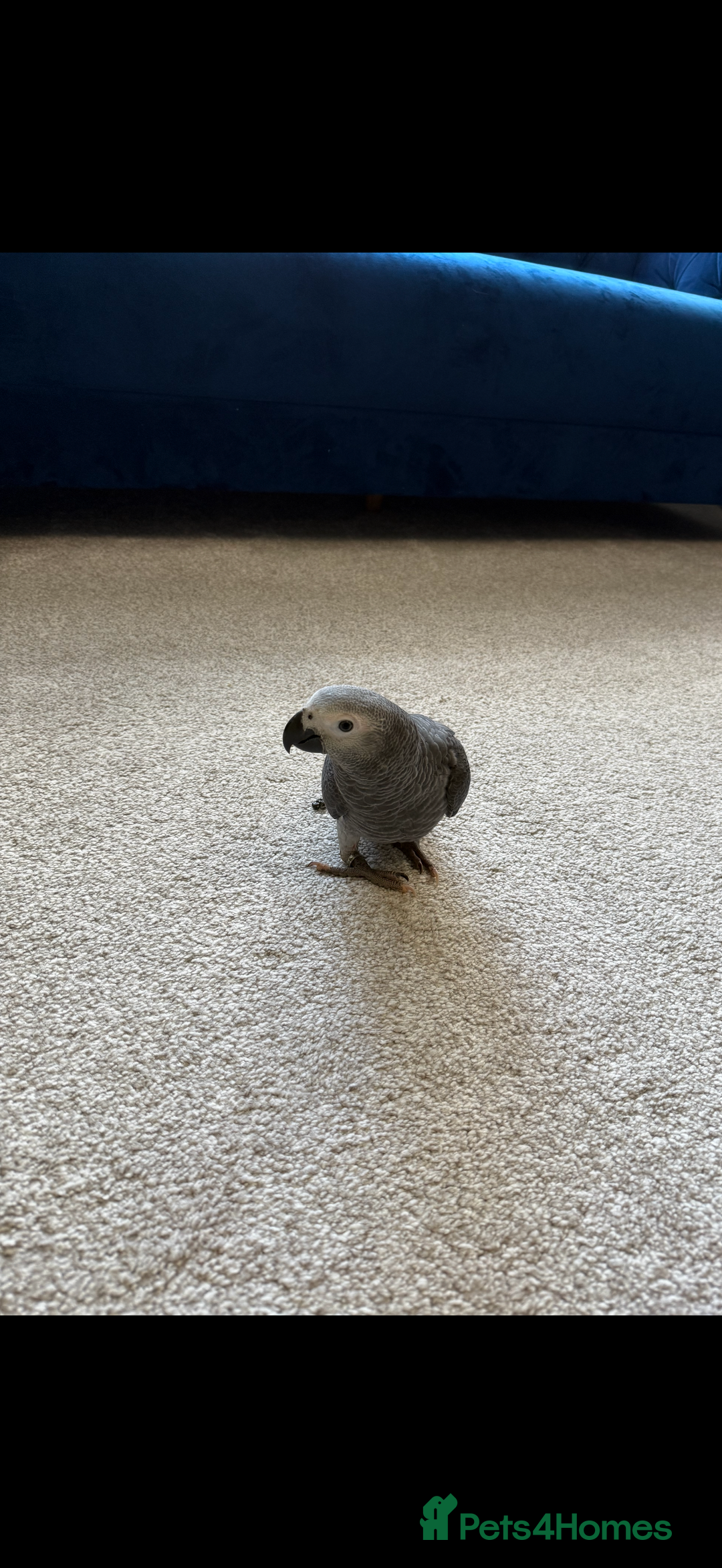 Parrots birds for sale: Baby African grey 6 months only - Advert 2