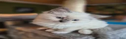 Ragdoll cats for sale: Ragdoll Kittens in Waterlooville - Advert 12