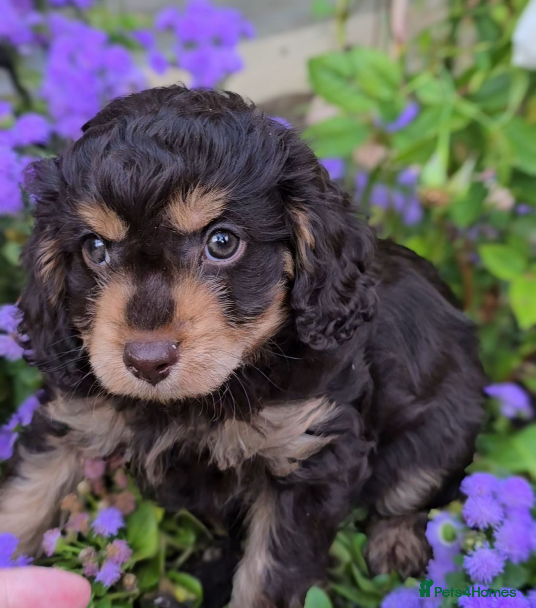 Cavapoo dogs F1 Cavapoo Puppies  - Advert 11