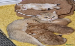 British Shorthair cats for sale: Stunning British shorthair Golden Chinchilla - Advert 2