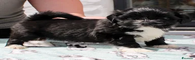 Lhasa Apso 1