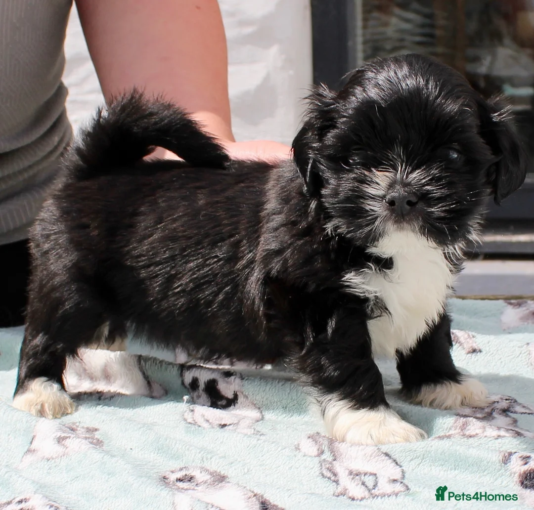 Lhasa Apso dogs for sale: Kc Registered show quality Lhasa Apso pups  - Advert 6