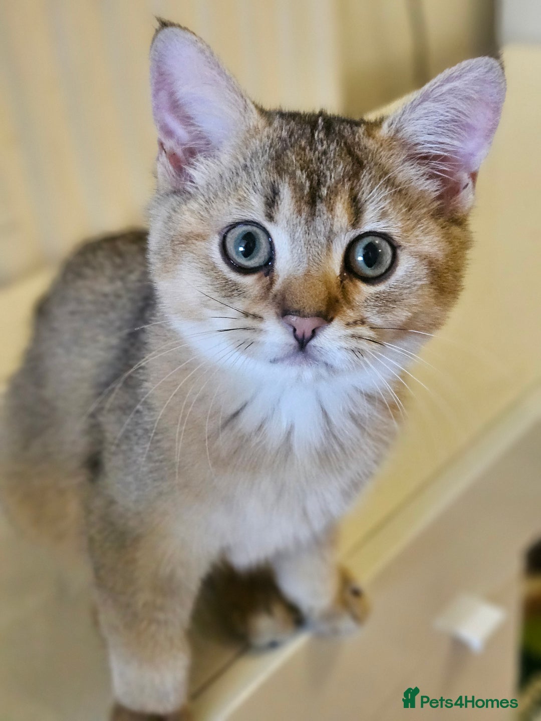 British Shorthair cats for sale: Golden Shaded Kittens looking for Loving Homes!  - Image 11