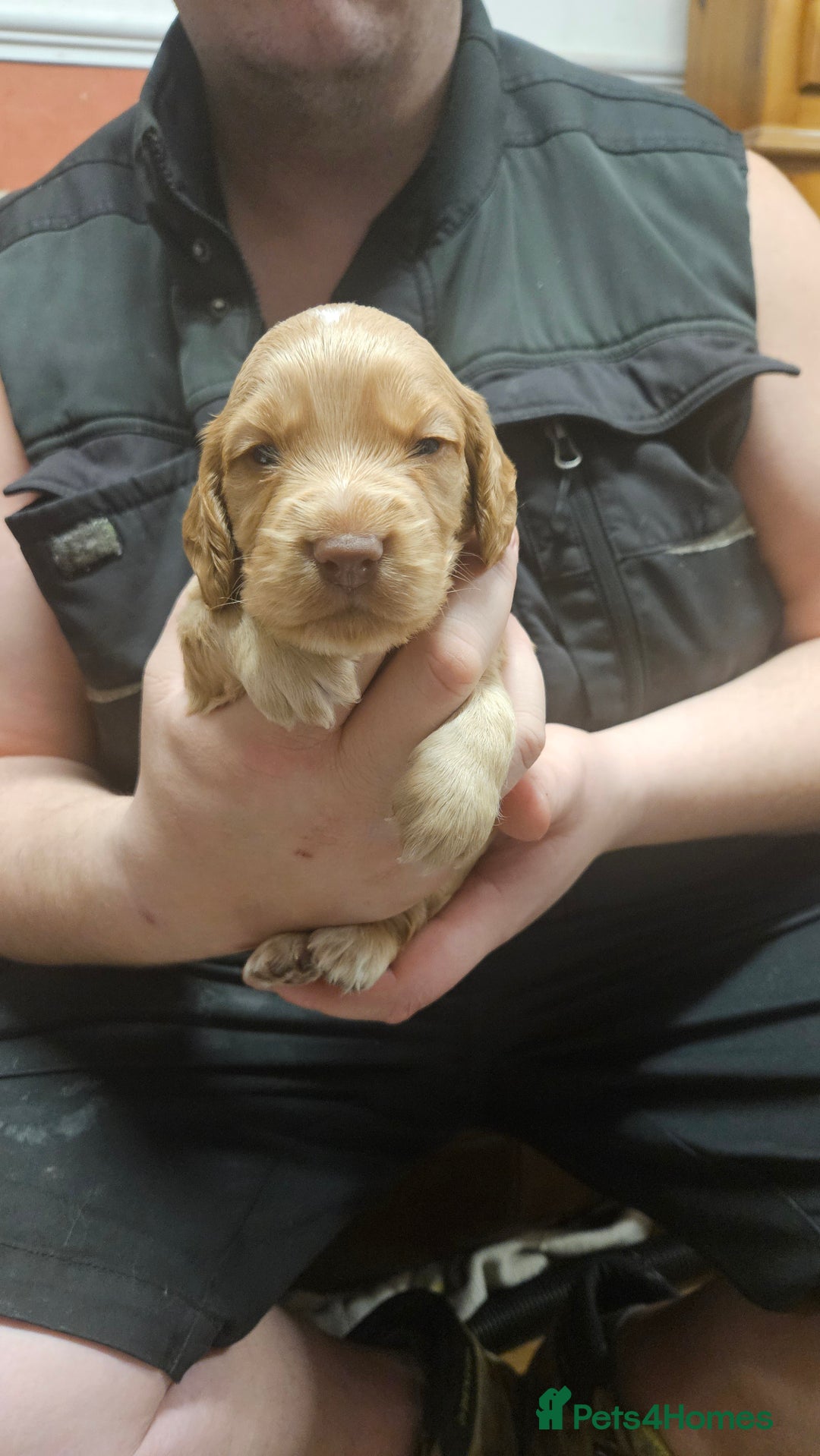 Cocker Spaniel dogs for sale: Beautiful cocker spaniel  - Advert 18