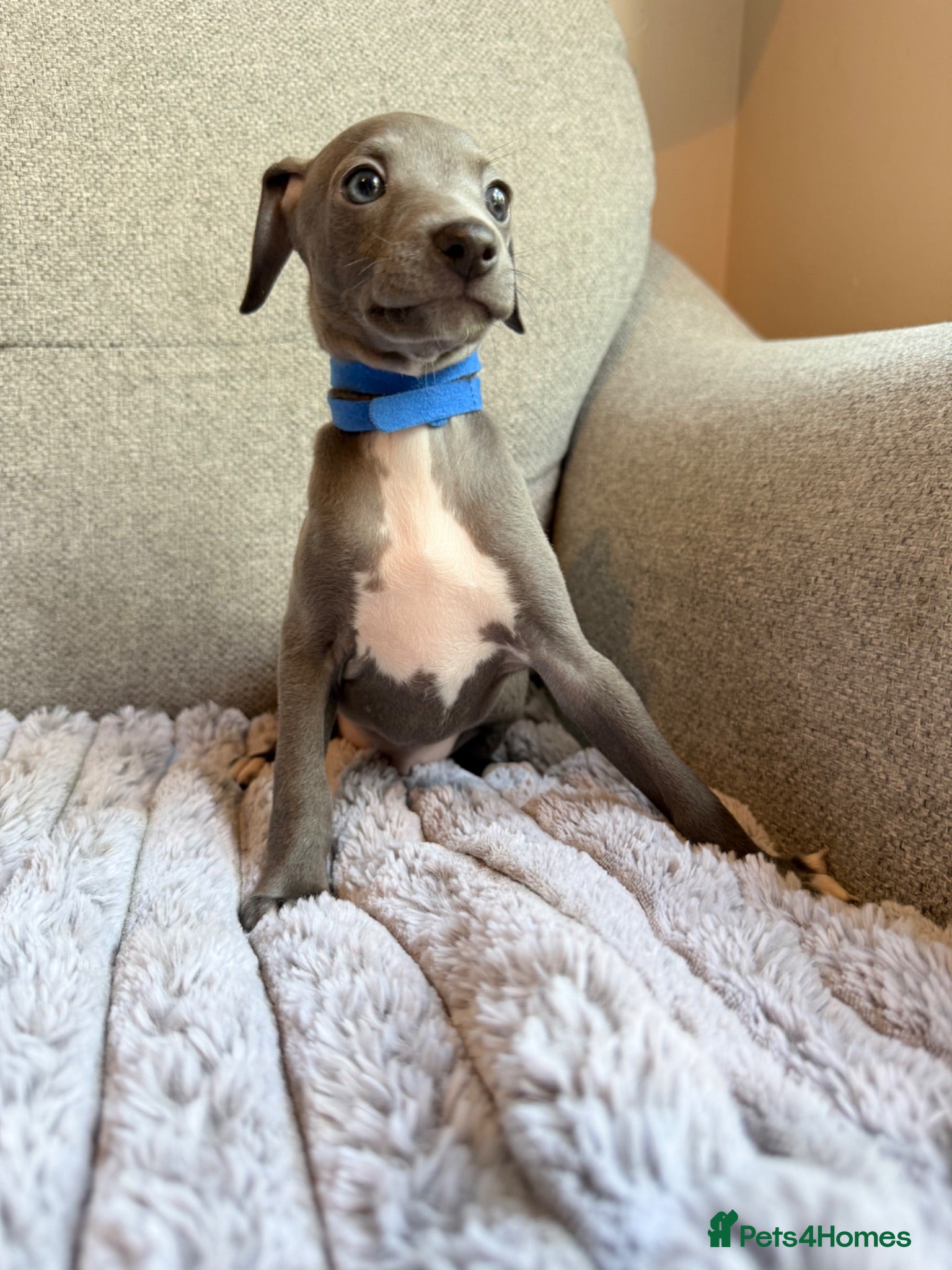Italian Greyhound dogs Last 3 Stunning KC Italian Greyhound Puppies  - Advert 7